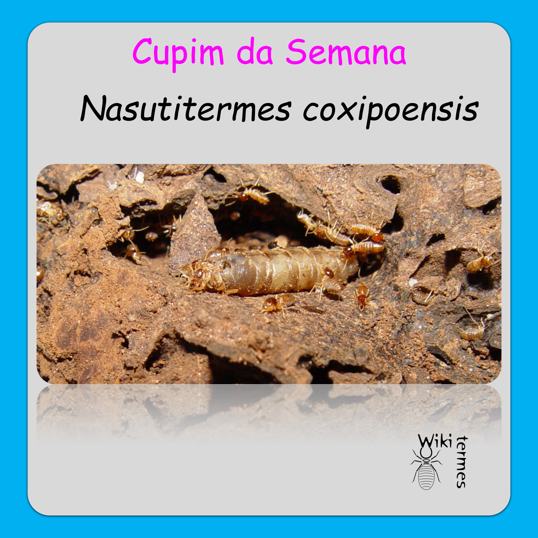 Nasutitermes coxipoensis