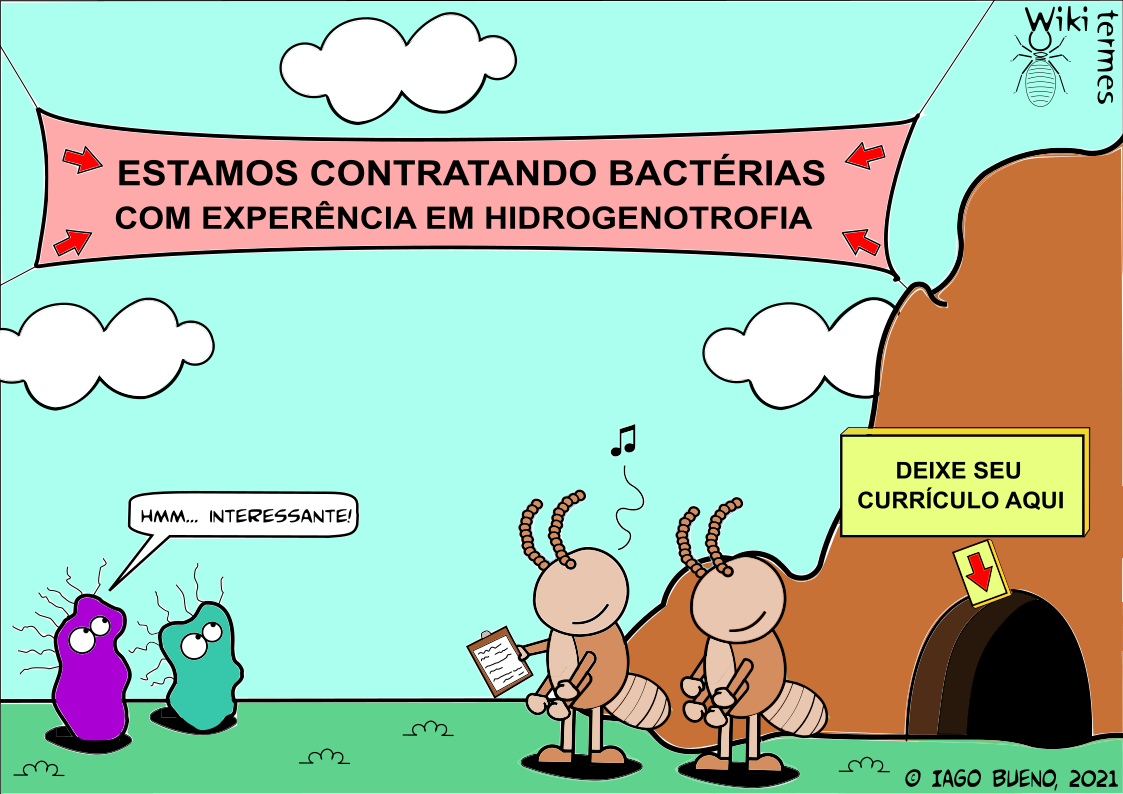 Seleção de bactérias por cupins!